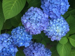 街の紫陽花